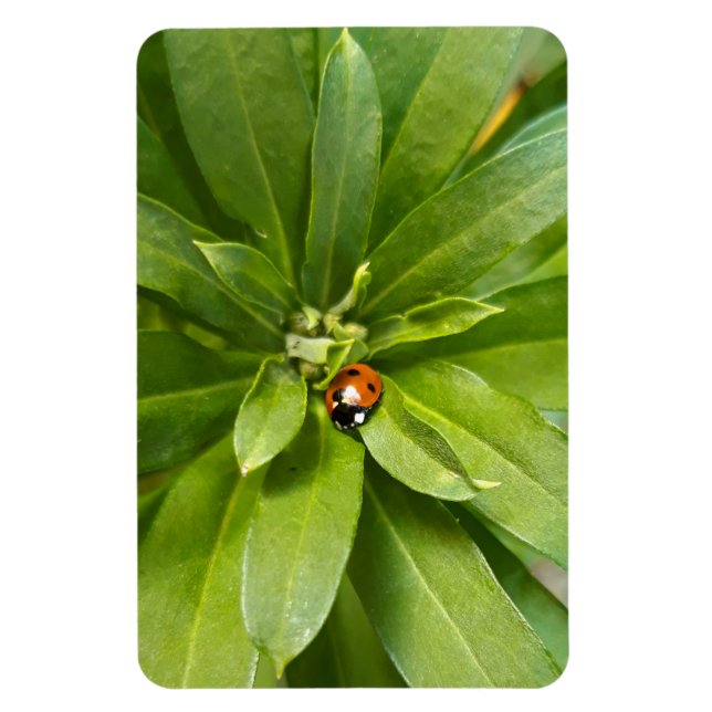 Ladybug on Flowers Magnet (Vertical)