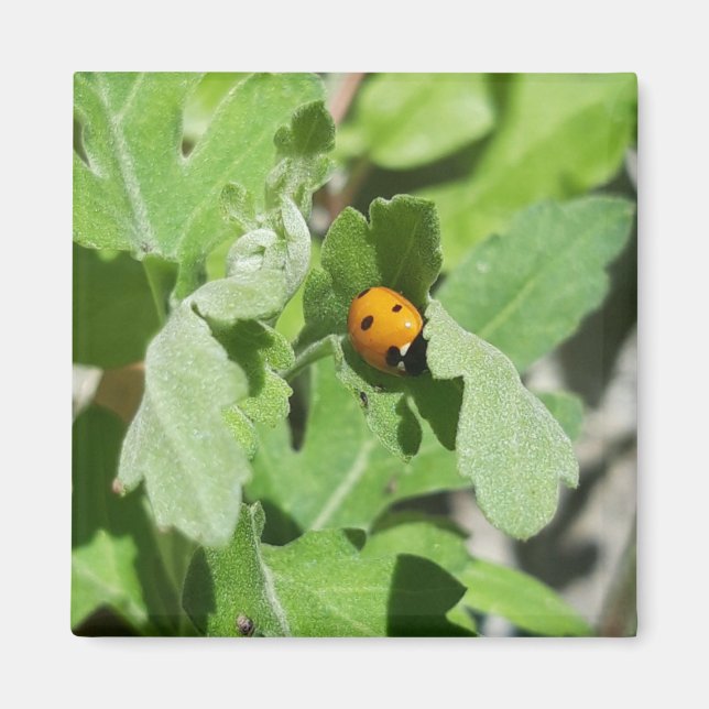 Ladybug on Flowers Magnet (Front)