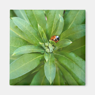 Ladybug on Flowers Magnet