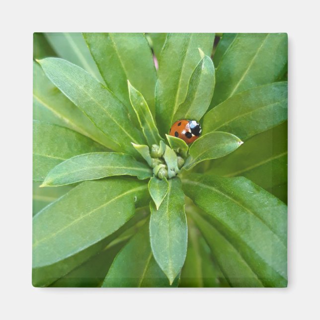Ladybug on Flowers Magnet (Front)