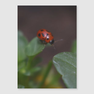 Ladybug on Flowers Magnetic Card
