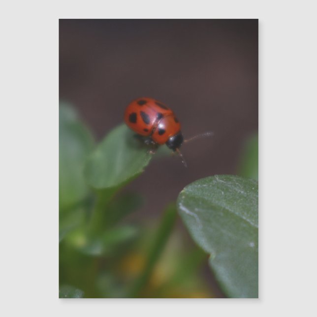 Ladybug on Flowers Magnetic Card (Front)