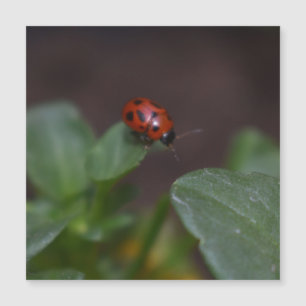 Ladybug on Flowers Magnetic Card