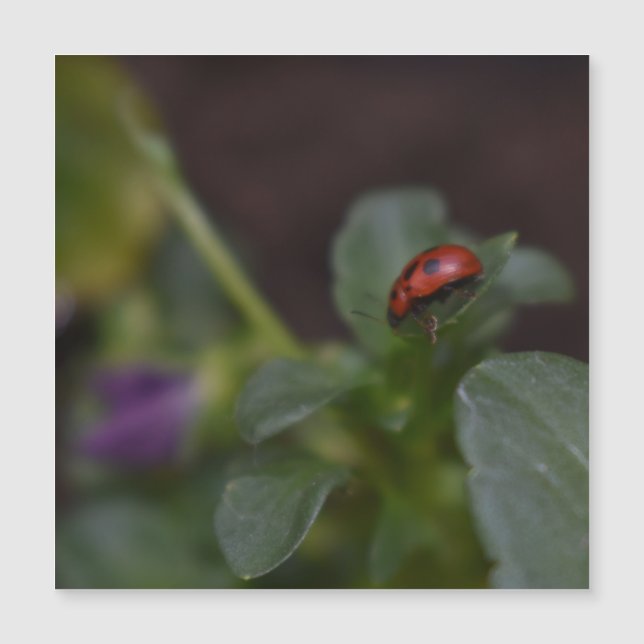 Ladybug on Flowers Magnetic Card (Front)