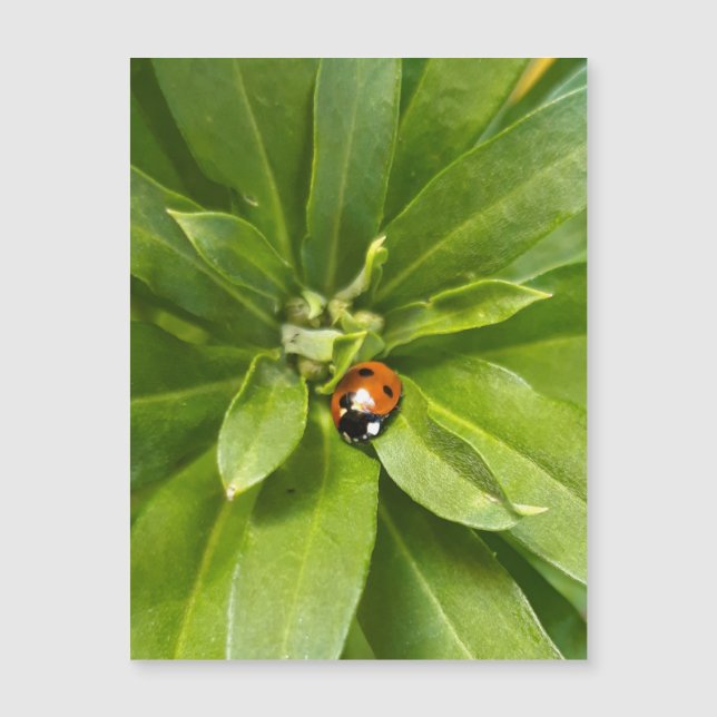 Ladybug on Flowers - Magnetic Card (Front)