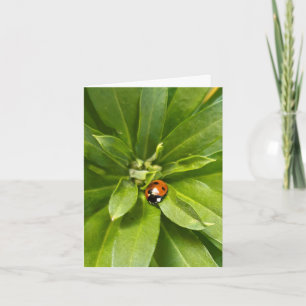 Ladybug on Flowers Note Card