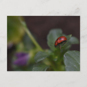 Ladybug on Flowers Postcard