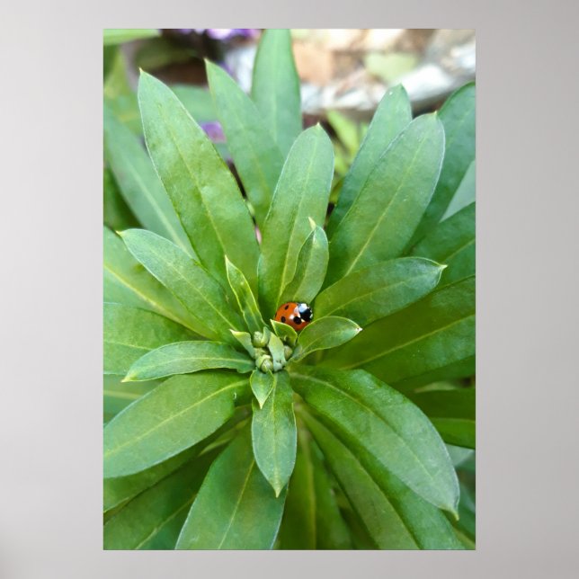 Ladybug on Flowers Poster (Front)