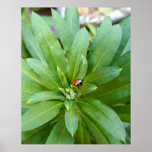 Ladybug on Flowers Poster