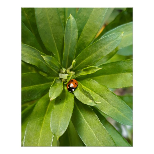 Ladybug on Flowers Poster (Front)