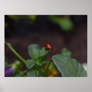 Ladybug on Flowers Poster