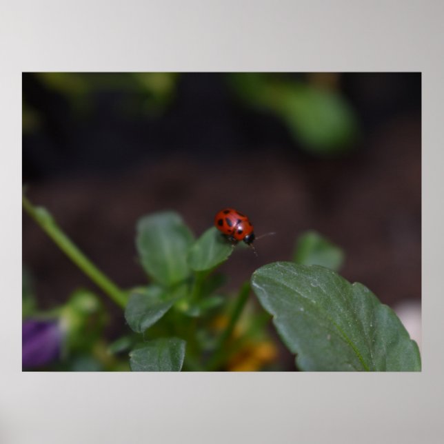 Ladybug on Flowers Poster (Front)