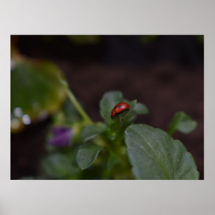 Ladybug on Flowers Poster