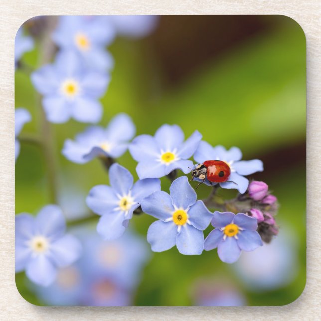 Ladybug on Forget-me-not Coaster (Front)