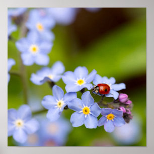 Ladybug on forget-me-not poster
