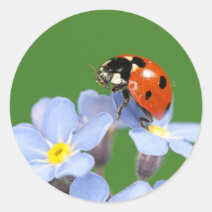 Ladybug on forget-me-not Stickers