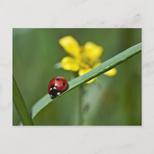 Ladybug on Grass close up Postcard