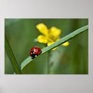Ladybug on Grass close up Poster