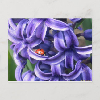 Ladybug On Hyacinth Postcard