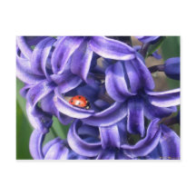 Ladybug On Hyacinth