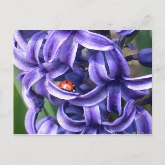 Ladybug On Hyacinth Postcard (Front)