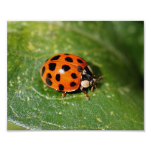 Ladybug On Leaf Close Up 8x10 Photo Print