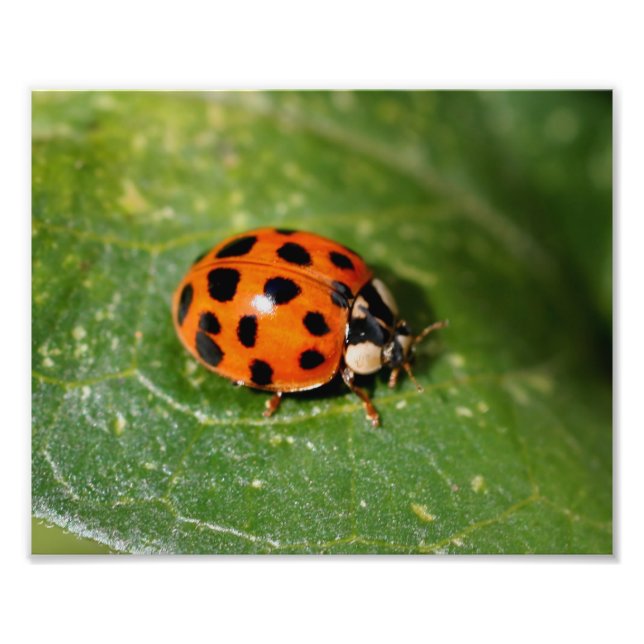 Ladybug On Leaf Close Up 8x10 Photo Print (Front)