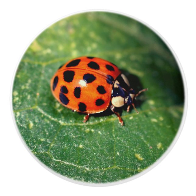 Ladybug On Leaf Close Up  Ceramic Knob (Front)