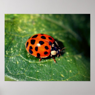 Ladybug On Leaf Close Up Poster