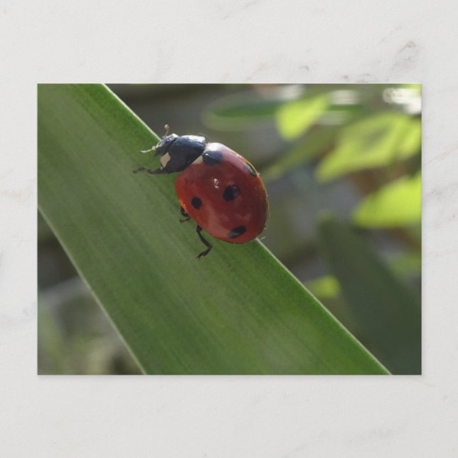 Ladybug on Leaf DIY Postcard (Front)
