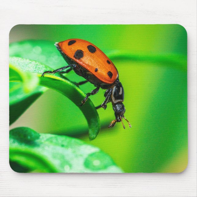 Ladybug on Leaf – Macro Nature Photo Art Print Mouse Pad (Front)
