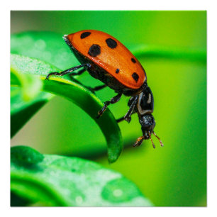 Ladybug on Leaf Macro Nature Poster