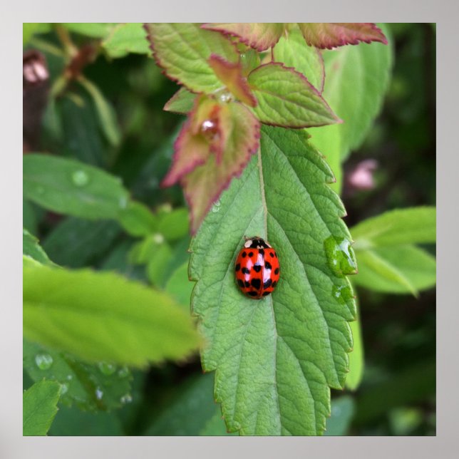 ladybug on leaf poster (Front)