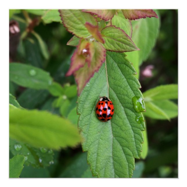 ladybug on leaf poster (Front)
