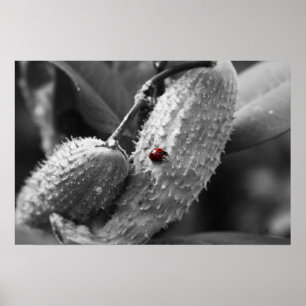 Ladybug on Milkweed Poster