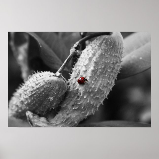 Ladybug on Milkweed Poster (Front)