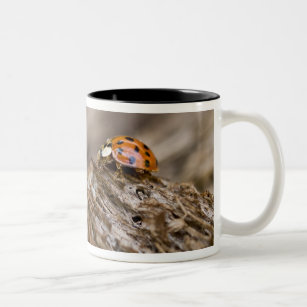 Ladybug on old wood, Apalachicola Bluffs and Two-Tone Coffee Mug