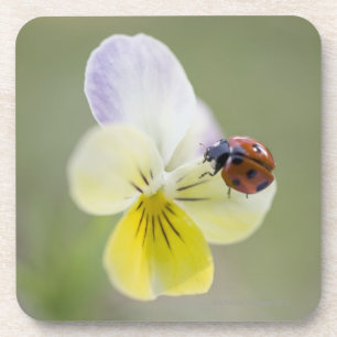 Ladybug on pansy, Biei, Hokkaido, Japan Coaster