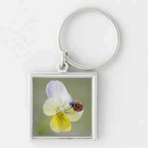 Ladybug on pansy, Biei, Hokkaido, Japan Key Ring