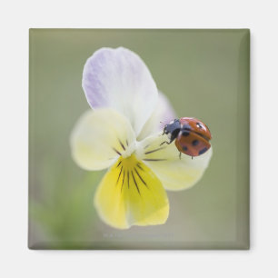 Ladybug on pansy, Biei, Hokkaido, Japan Magnet