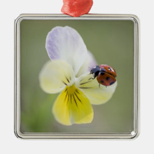Ladybug on pansy, Biei, Hokkaido, Japan Metal Tree Decoration