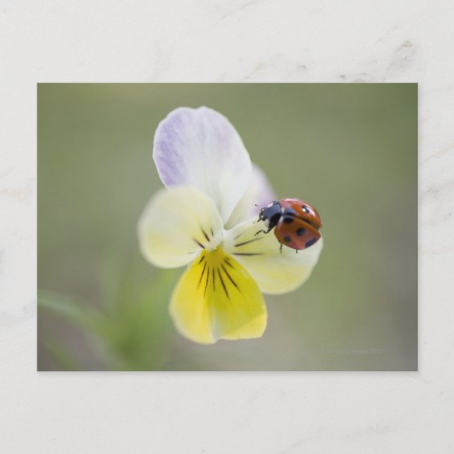 Ladybug on Pansy | Biei, Hokkaido, Japan Postcard (Front)