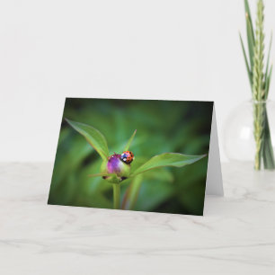Ladybug On Peony, card