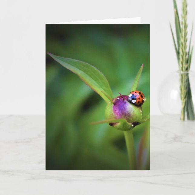 Ladybug On Peony, card (Front)