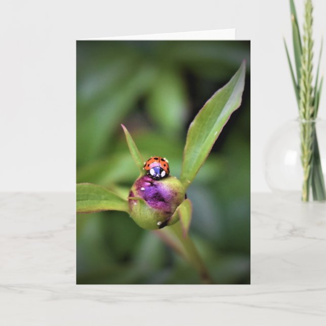 Ladybug On Peony, card (Front)