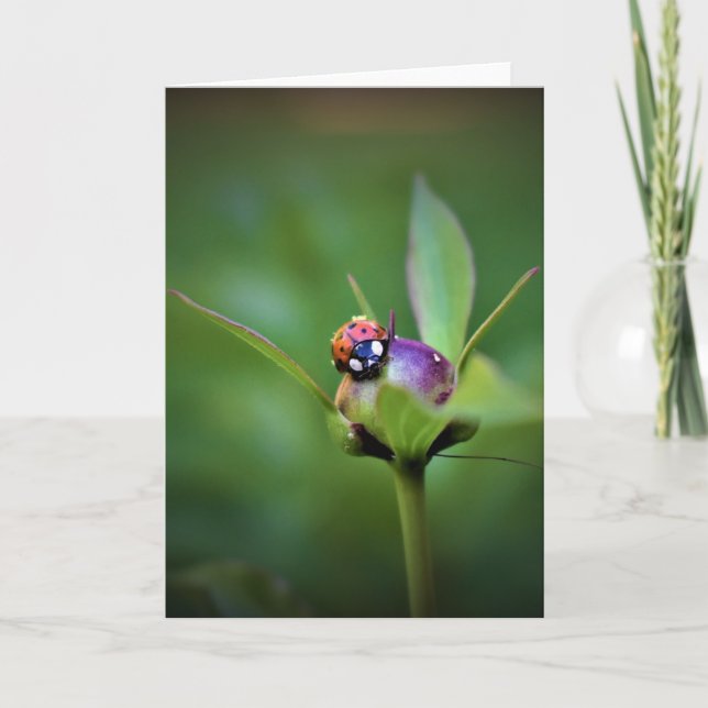 Ladybug On Peony, card (Front)