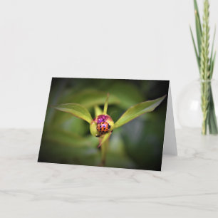 Ladybug On Peony, card