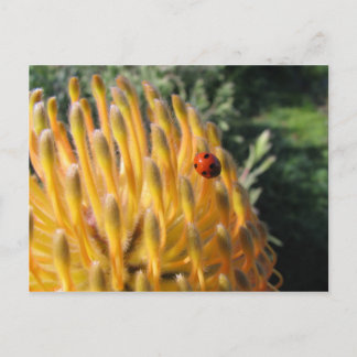 Ladybug on Pincusion Protea Postcard