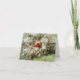 Ladybug on Queen Anne's Lace Note Card