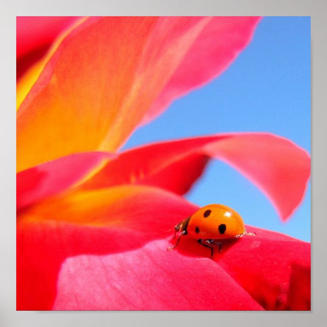 Ladybug on Rose Poster (Front)